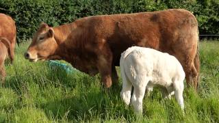 Limousin and Charolais [upl. by Judi733]