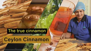 Ceylon Cinnamon  The true cinnamon  Sri Lanka [upl. by Anomas]