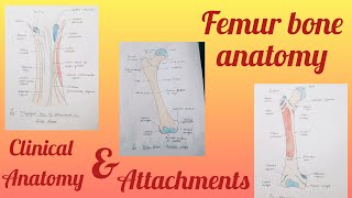 Femur bone anatomy part 1 [upl. by Aveneg]