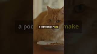 Why do Cats Hairball cat cateducation cuteanimal foryou cuteanimal catlover fyp [upl. by Aretina]