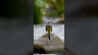 Motacilla cienera wildlifephotography wildlife aves motacillacienera birds [upl. by Nodnarg485]