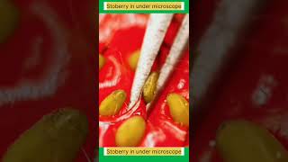 Strawberry under microscope🔬microscope microbiology strawberry [upl. by Anilak846]