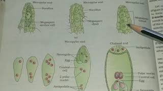 Megagametogenesis [upl. by Earissed773]