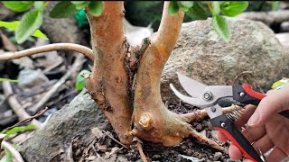 Hadiah Dari Alam 🌿🍃 Bonsai Tree  A gift from nature  Guava [upl. by Yelak745]