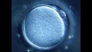 How stem cells are extracted from cloned human skin cells [upl. by Tesil]