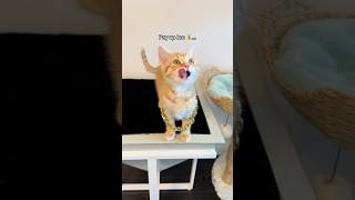 WHAT IS CLEMENTINE INVOVLED IN⁉️🍊💰🫣 fosterkitten orangecat funnycatvideo [upl. by Duj318]