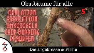 Obstbäume Veredeln  Die Ergebnisse  Pfropfen Umveredeln Okulation Chip Veredelung [upl. by Jamnis]