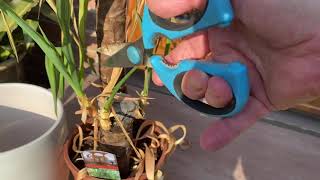 How to revive Yucca an almost dead houseplant Yucca [upl. by Myrwyn]