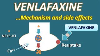 Venlafaxine  Mechanism and side effects [upl. by Delacourt]