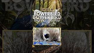 The Bowerbirds MATING Ritual shorts facts animals animal [upl. by Jar248]