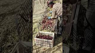 Filtering red dates method after harvesting [upl. by Nurse178]