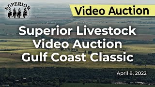 Superior Livestock Video Auction Gulf Coast Classic Day 2 [upl. by Esir]