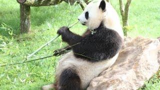 Le couple de pandas du zoo de Beauval [upl. by Davey653]