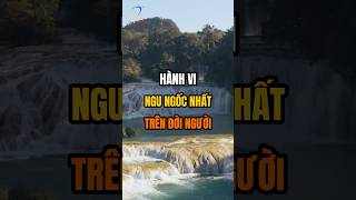 Hành vi ngu ngốc nhất trên đời người [upl. by Janik]