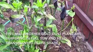 Transplanting gold dust plant Aucuba japonica [upl. by Sternlight488]