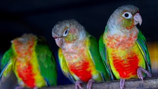 Pineapple Conure Sound  Colourfull Birds  Relaxing Sounds [upl. by Otilesoj]