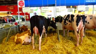 Salon de lAgriculture 2017  VACHE 2 [upl. by Nitsreik]