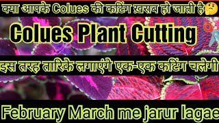 How to Grow Coleus Plant in Soil n Water From Cutting  Coleus Plant Propagation From Cutting ✂️ [upl. by Akibma]