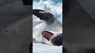 Leopard seal is the second largest species of seal in the Antarctic leopardseal seal wildlife [upl. by Asserak229]