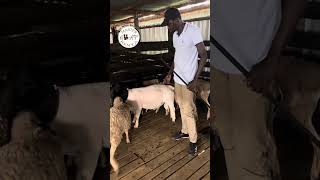 Qualities of a good breeding Dorper Sheep Ram Explained [upl. by Bigelow]