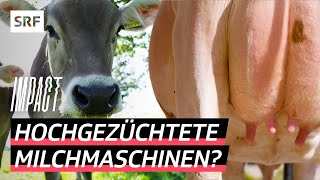 Milch um jeden Preis – So werden Schweizer Kühe für den Konsum optimiert  Impact  SRF [upl. by Ruenhcs]