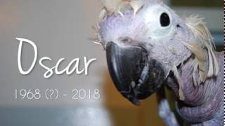 Farewell to our featherless friend Oscar [upl. by Aynotan]