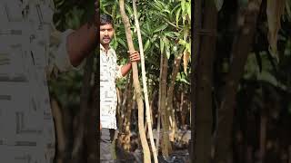 Kesar Mango Plants  Big Size Mango Trees  Ashok Chakra Nursery  Kadiyam Abbai  Shorts  243 [upl. by Nadabus]