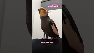 Its time for Montyvitamins 😂 Monty The Naughty Cockatiel singing his happy song both versions [upl. by Adiesirb]