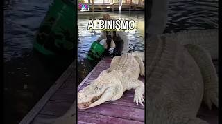 El Albinismo en Animales shorts animals albinism [upl. by Amice]