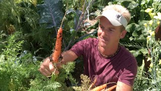 Backyard Carrot Harvest in Phoenix Arizona  Epic Garden [upl. by Astraea765]