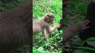 Baby monkey eats a full meal [upl. by Moulden]