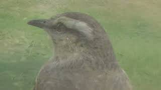 Aves y plantas cerca de matorrales Santa Fe Argentina 2024 [upl. by Sparky]