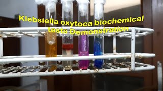 Klebsiella oxytoca biochemical tests Demonstration [upl. by Aneekat]