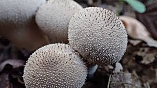 Tikvasta puhara Maksimir 2019 Lycoperdon perlatum [upl. by Kendy]