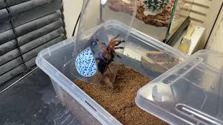 MR TOUGH GUY Brachypelma boehmei tarantula rehouse [upl. by Onidranreb378]