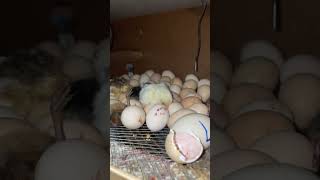 Incubator Hatching Start incubator hatching babychicken [upl. by Julianna462]