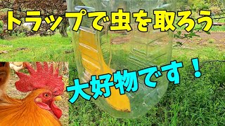 ニワトリ餌も自給自足の時代に！？【ニワトリ飼育】 228話目 [upl. by Naharba]