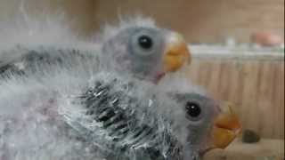 Baby Parrots [upl. by Matias]