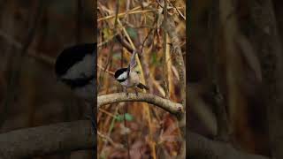 Black Capped Chickadee Bird Sound Nature Small Grey Bird with Black head [upl. by Iphagenia]