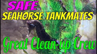 Safe Cleanup Crew in a Seahorse Tank natureathome seahorse shrimp snail amphipods [upl. by Lindner682]