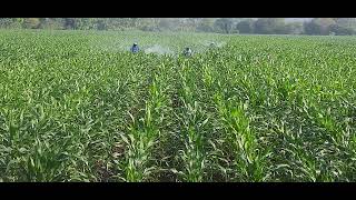 Así trabajan los agricultores en el valle de zapotitan El Salvador aplicando foliares [upl. by Eimiaj]