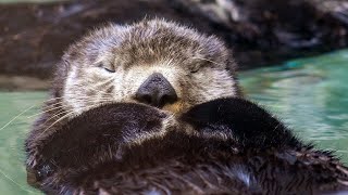 Live sea otter  fur seal cam  Seattle Aquarium [upl. by Airotal]