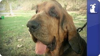 Bloodhound  Doglopedia [upl. by Rist]