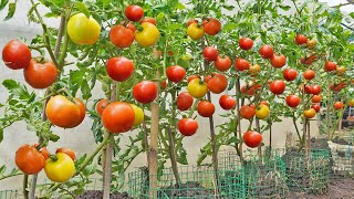 No need to buy tomatoes anymore Here is the Tomato Growing Solution for your family [upl. by Lemej70]