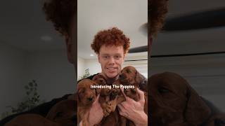 Introducing The Goldendoodle Puppies [upl. by Ynned966]