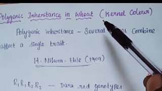 XII  BOTANY  Polygenic inheritance in wheat  Kernal colour [upl. by Eikcin]