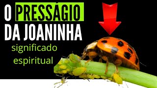 o presságio da joaninha  o significado espiritual da joaninha [upl. by Compte]