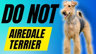 7 Reasons You SHOULD NOT Get a Airedale Terrier [upl. by Chevy]