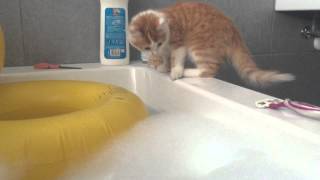 Cat falling in bathtub [upl. by Lewiss]