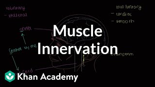 Muscle innervation  Muscularskeletal system physiology  NCLEXRN  Khan Academy [upl. by Kursh428]